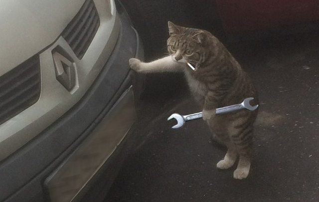 Кот-автомеханик