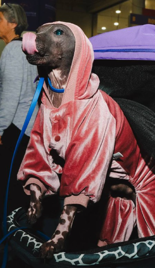 Юбилейная выставка собак Юбилейная выставка собак