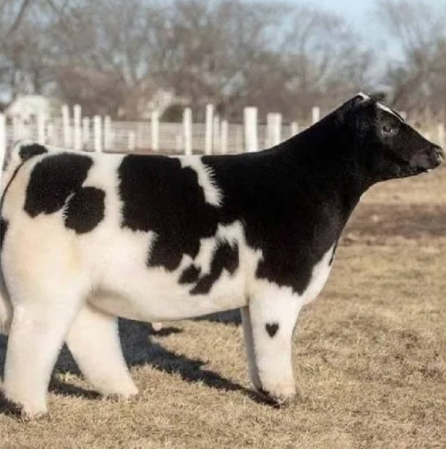 Что будет если помыть коров шампунем