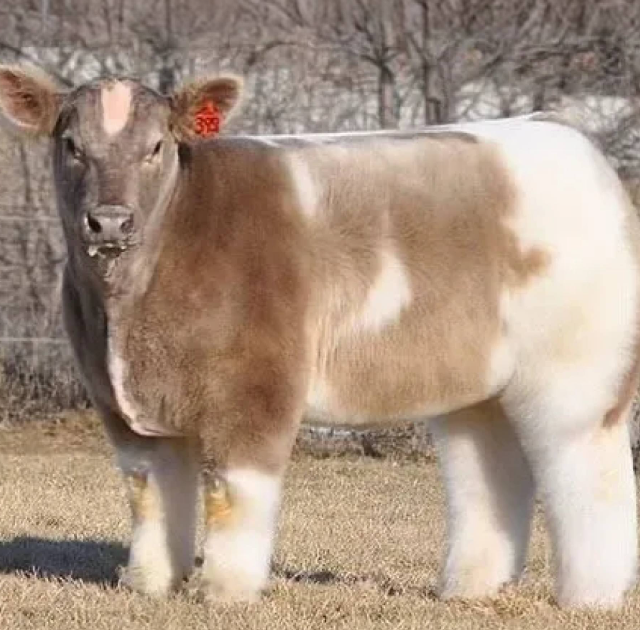 Что будет если помыть коров шампунем