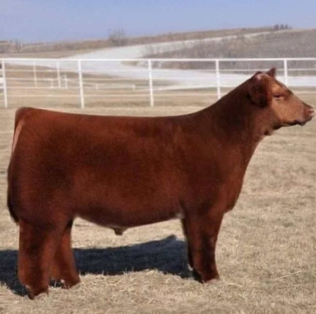 Что будет если помыть коров шампунем