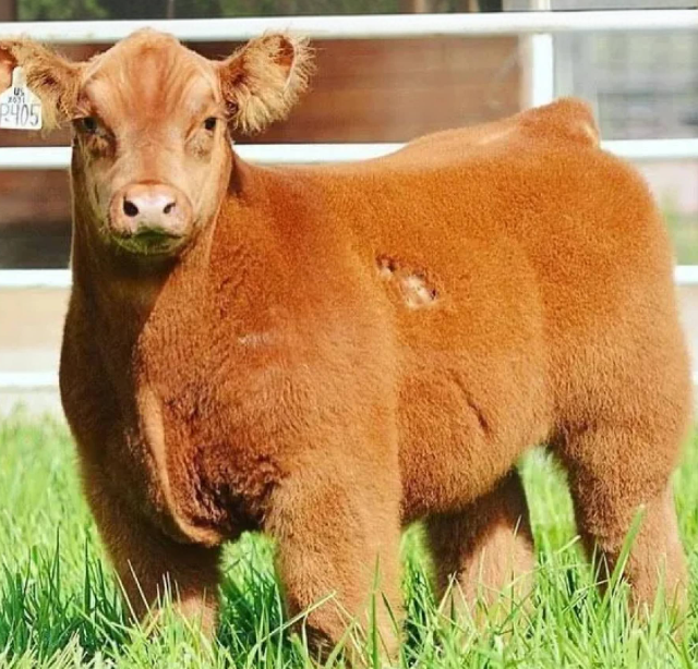 Что будет если помыть коров шампунем