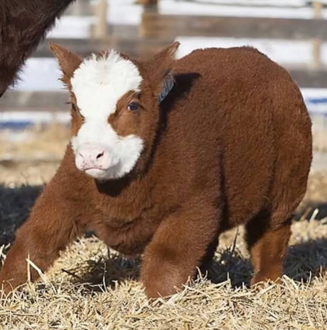 Что будет если помыть коров шампунем