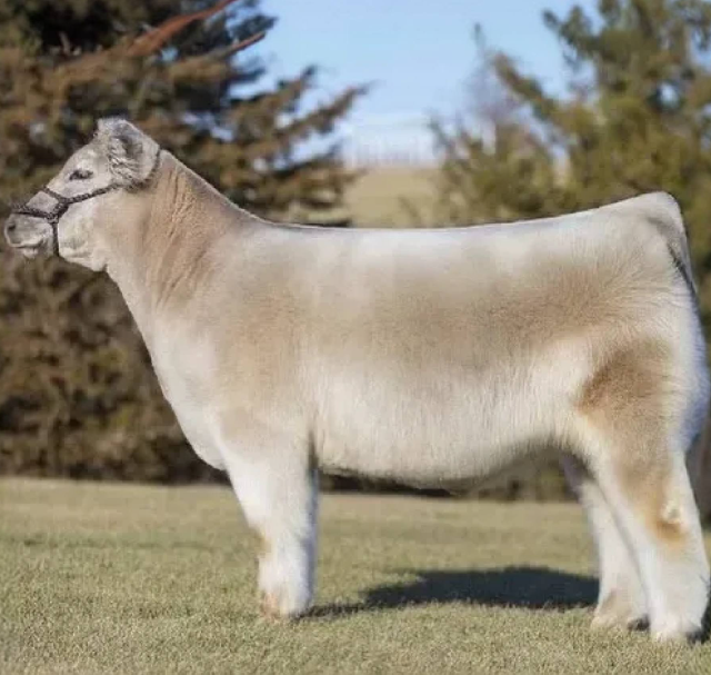 Что будет если помыть коров шампунем