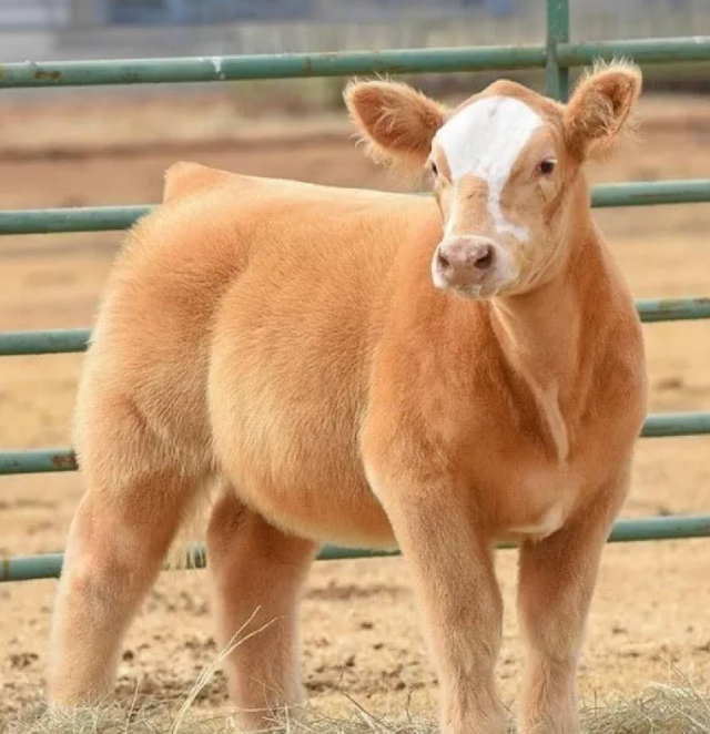 Что будет если помыть коров шампунем