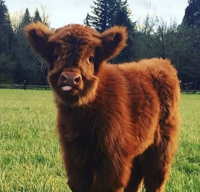 Что будет если помыть коров шампунем