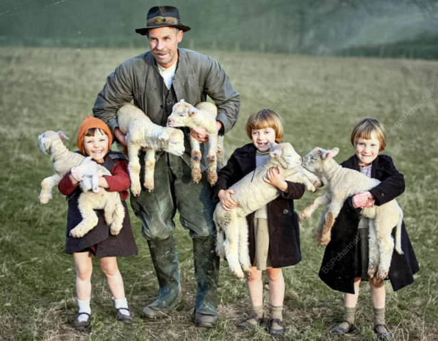 Эвакуированные из Лондона дети на ферме в Сассексе очарованы первыми ягнятами года в новогодний день. 1 января 1940 года.