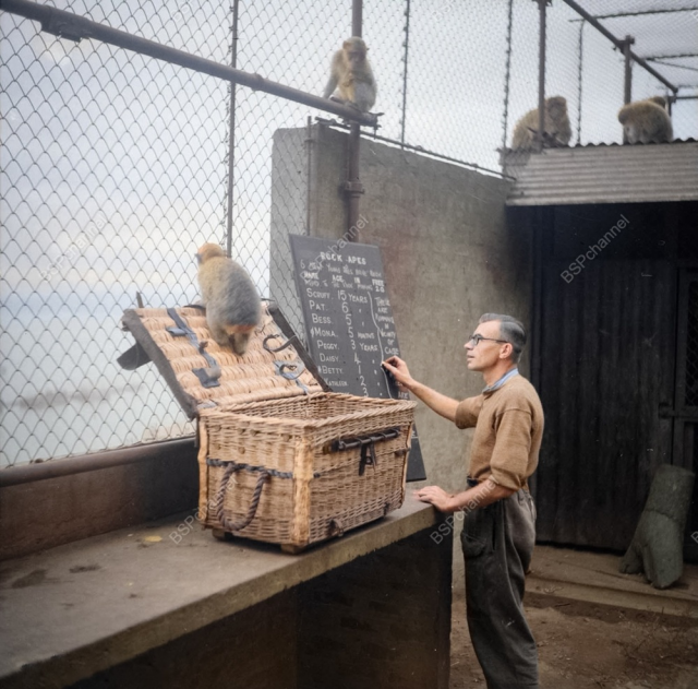 Обезьяны-маготы Гибралтара, 1942 год.