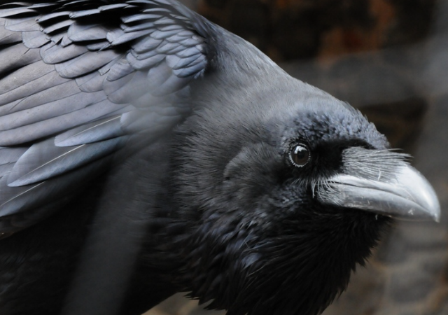 Поразительные снимки ворона