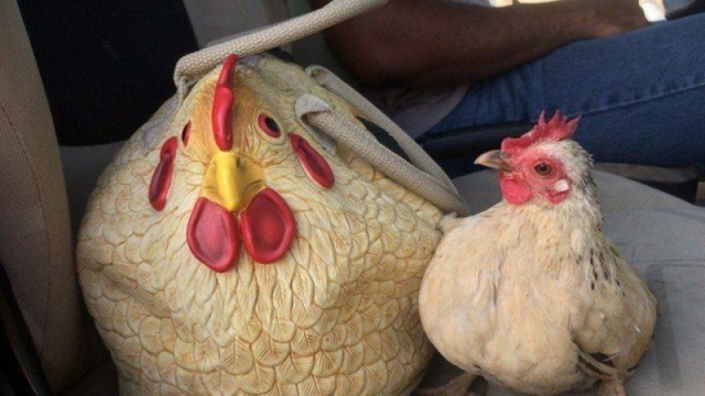 Милота и позитив: подборка забавных животных Милота и позитив: подборка забавных животных