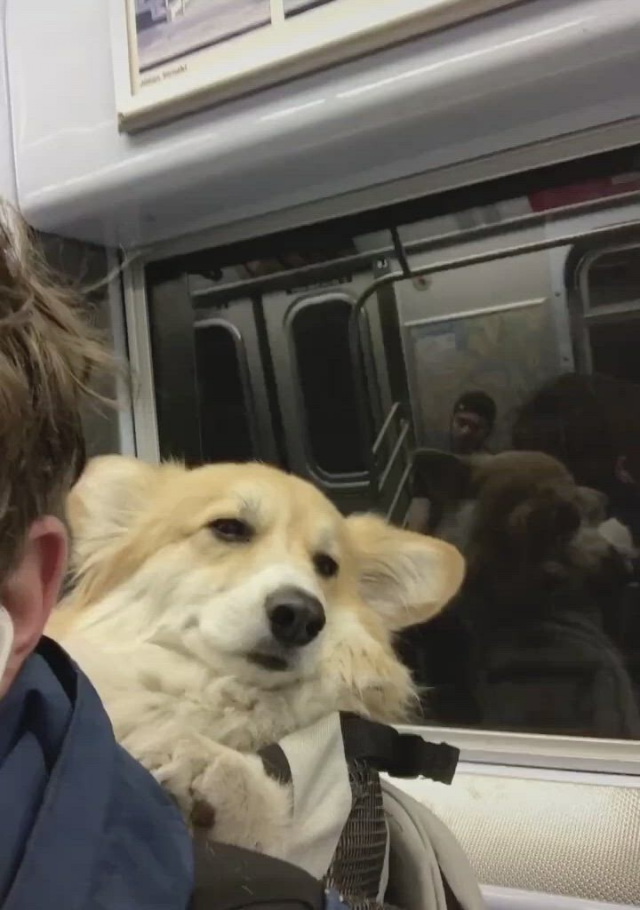 Милота и позитив: подборка забавных животных Милота и позитив: подборка забавных животных