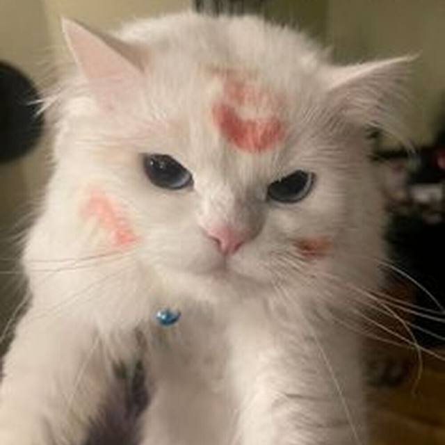 Милота и позитив: подборка забавных животных Милота и позитив: подборка забавных животных