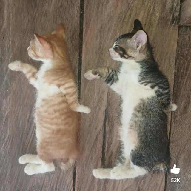 Те самые коты-египтяне Те самые коты-египтяне