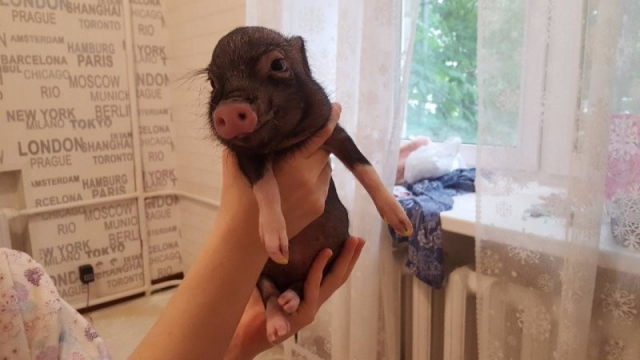 Милота и позитив: подборка забавных животных Милота и позитив: подборка забавных животных