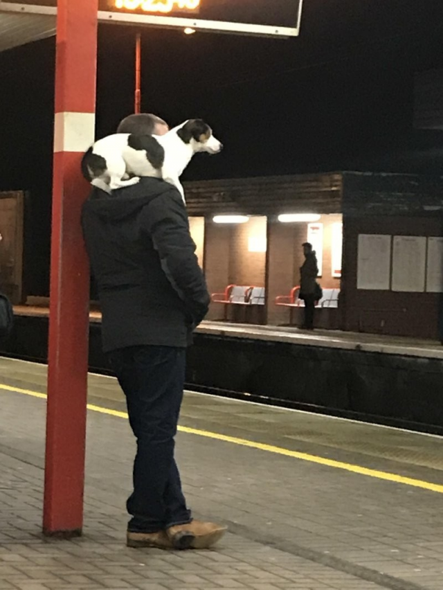 Милота и позитив: подборка забавных животных Милота и позитив: подборка забавных животных