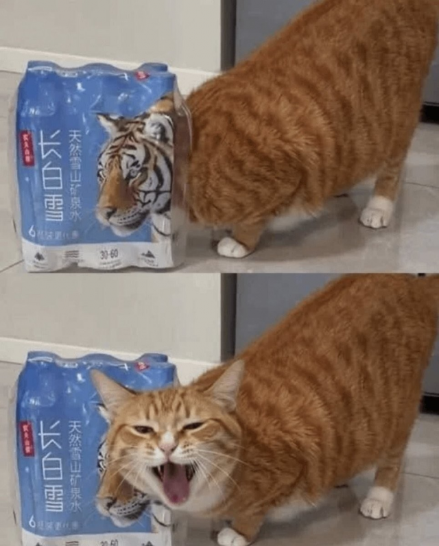 Милота и позитив: подборка забавных животных Милота и позитив: подборка забавных животных