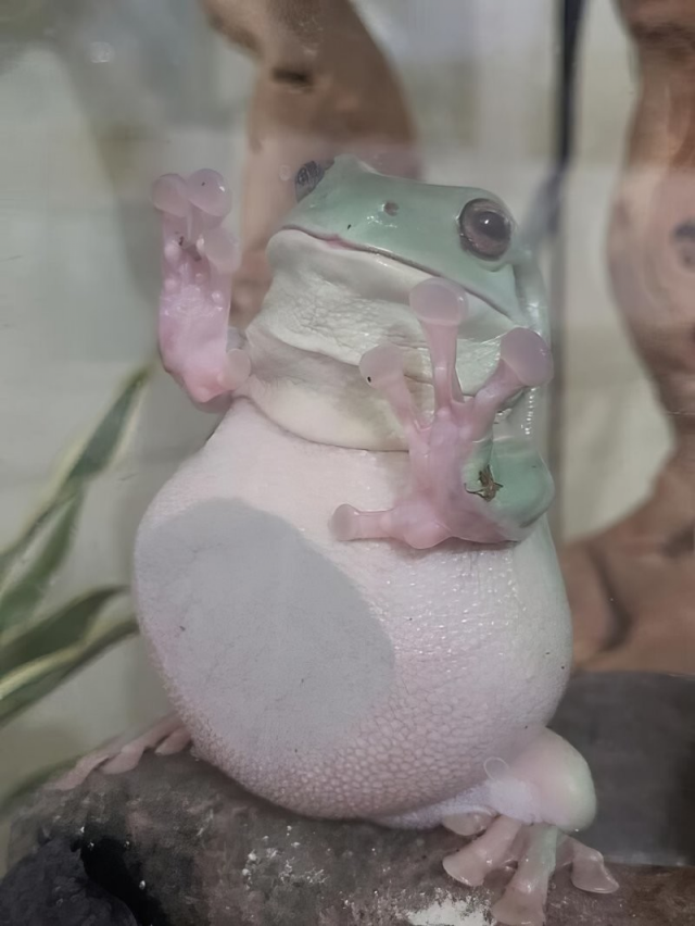 Милота и позитив: подборка забавных животных Милота и позитив: подборка забавных животных