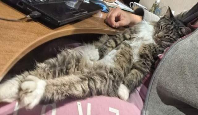 Милота и позитив: подборка забавных животных Милота и позитив: подборка забавных животных