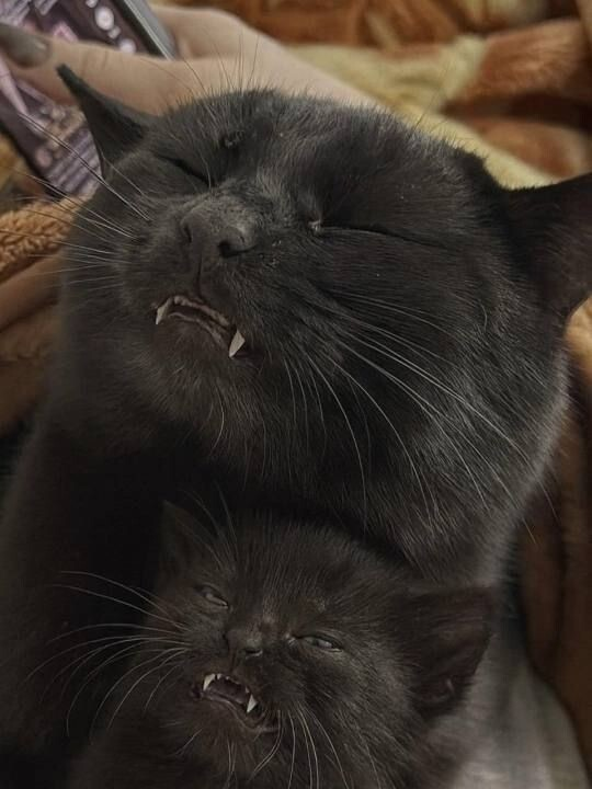 Милота и позитив: подборка забавных животных Милота и позитив: подборка забавных животных