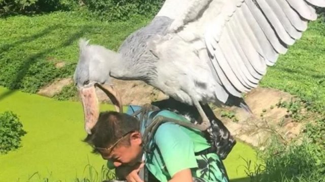 Милота и позитив: подборка забавных животных Милота и позитив: подборка забавных животных