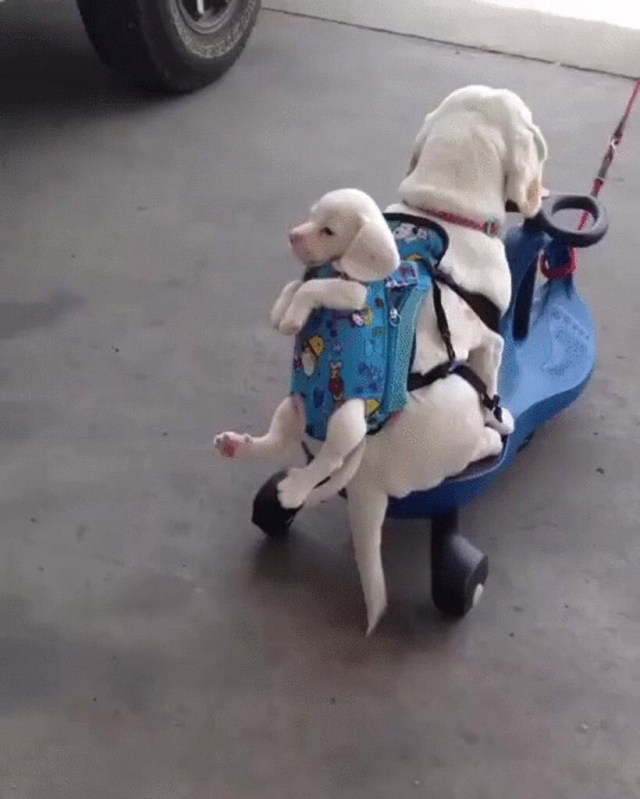 Милота и позитив: подборка забавных животных Милота и позитив: подборка забавных животных