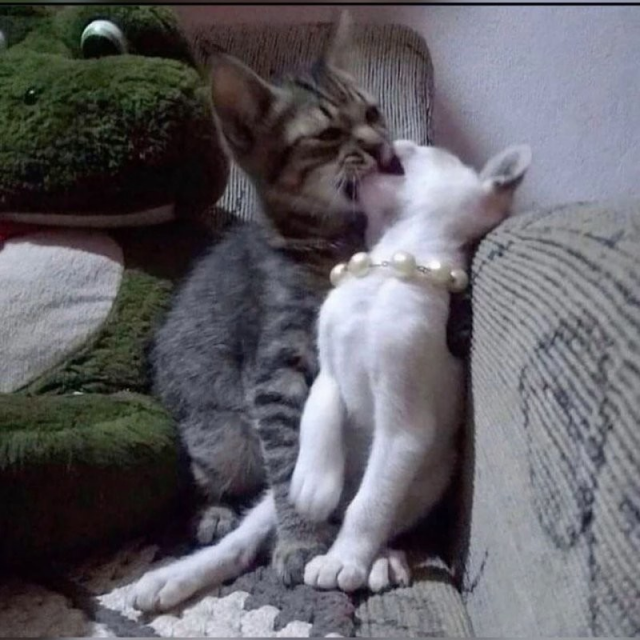 Милота и позитив: подборка забавных животных Милота и позитив: подборка забавных животных