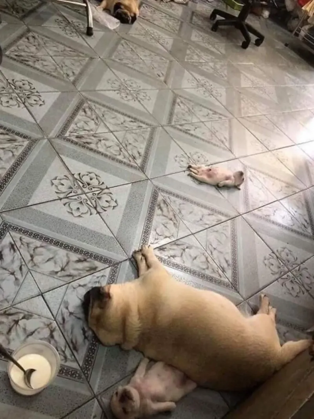 Милота и позитив: подборка забавных животных Милота и позитив: подборка забавных животных