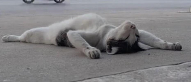 Милота и позитив: подборка забавных животных Милота и позитив: подборка забавных животных