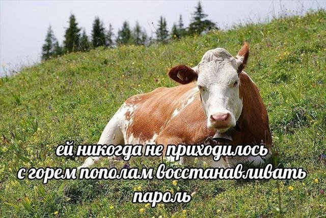 Лучшие шутки и мемы из Сети - 12.02.2026