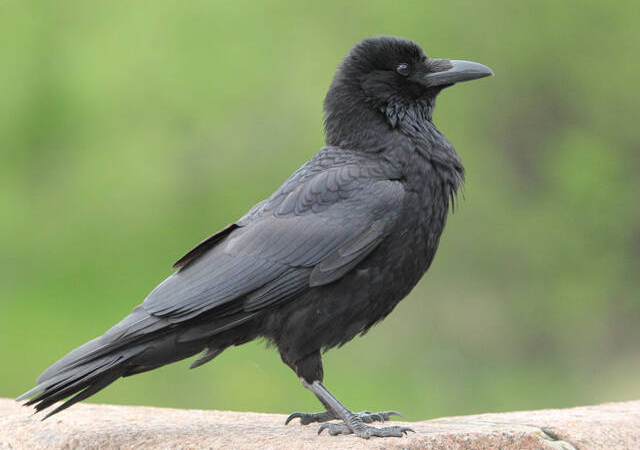 Не ссорьтесь с воронами