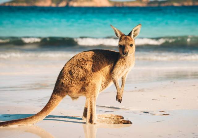 Круговое движение в Австралии