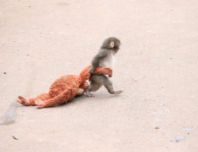 Одинокая обезъяна