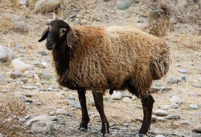 Овца выращивает еду сама на себе