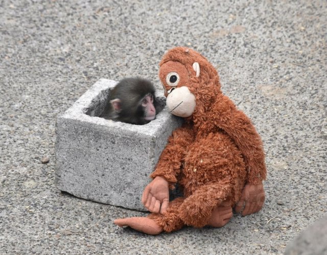 Обезьяна Панч, который потряс мир своим одиночеством, нашел "маму": кто принял детеныша?