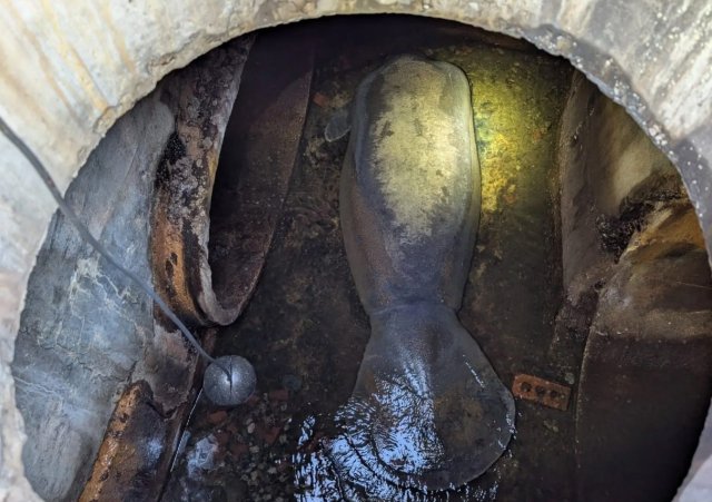 Во Флориде спасли 186-килограммового ламантина, застрявшего в канализации