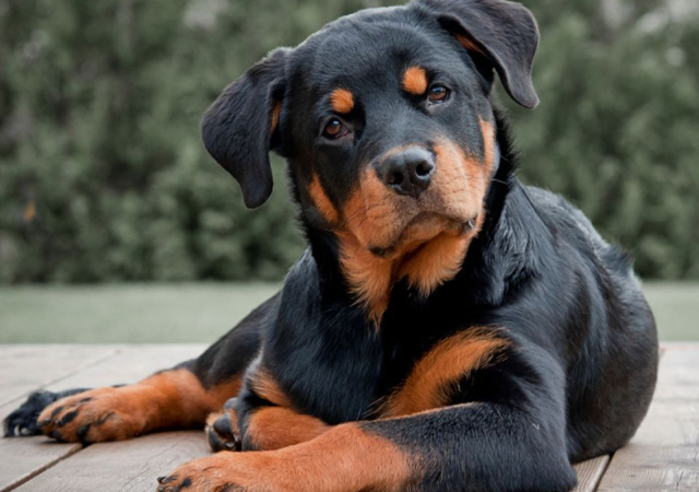 Ротвейлеры