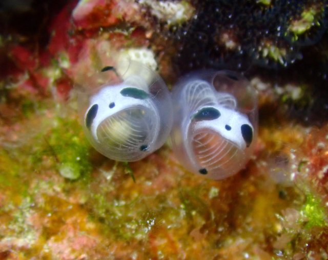 Скелет панды-асцидии