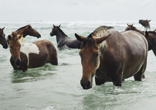 Дикие лошади спокойно гуляют по этому острову