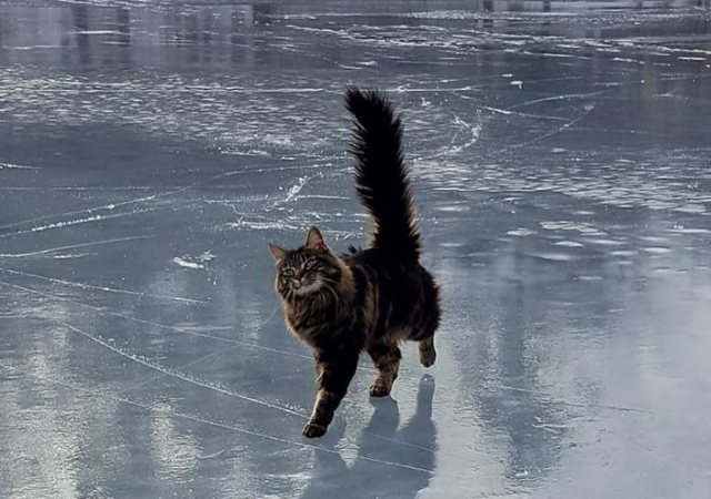 Как кот потерял свою игрушку