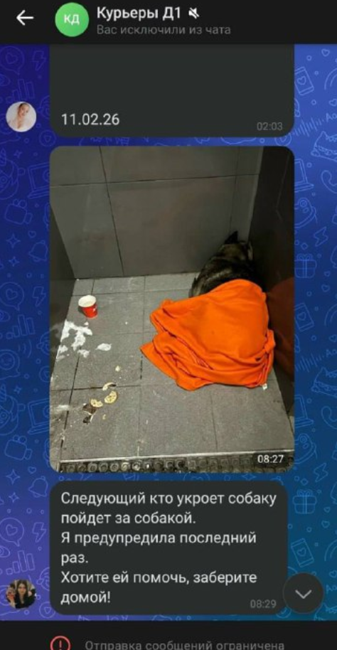 Уволили за помощь собаке - получили удар по репутации