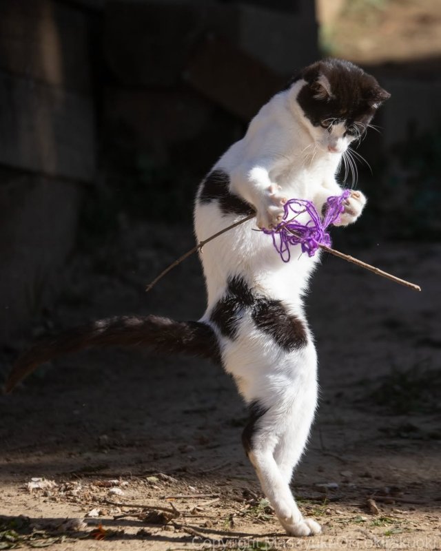 Планета котов в объективе фотографа Масаюки Оки