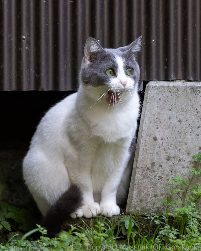 Планета котов в объективе фотографа Масаюки Оки