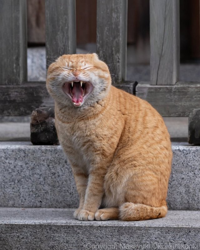 Планета котов в объективе фотографа Масаюки Оки