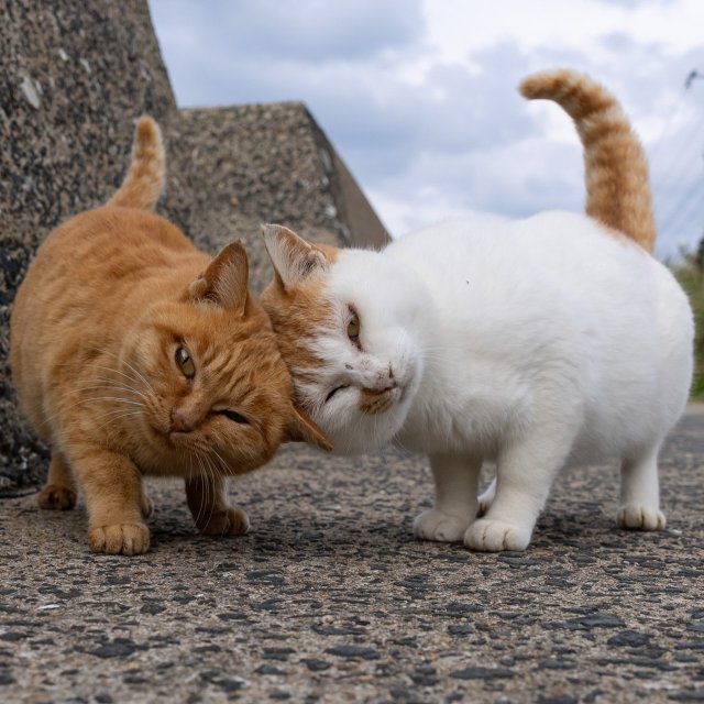 Планета котов в объективе фотографа Масаюки Оки