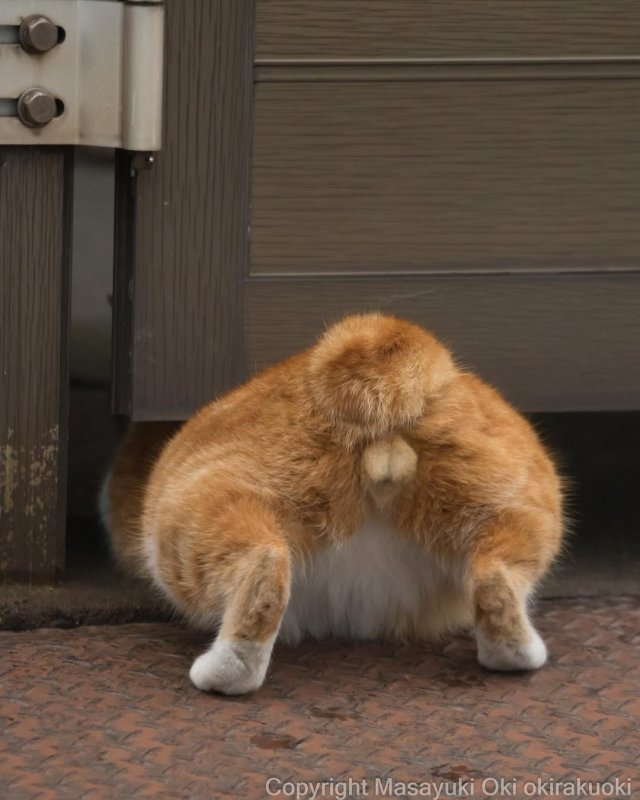 Планета котов в объективе фотографа Масаюки Оки