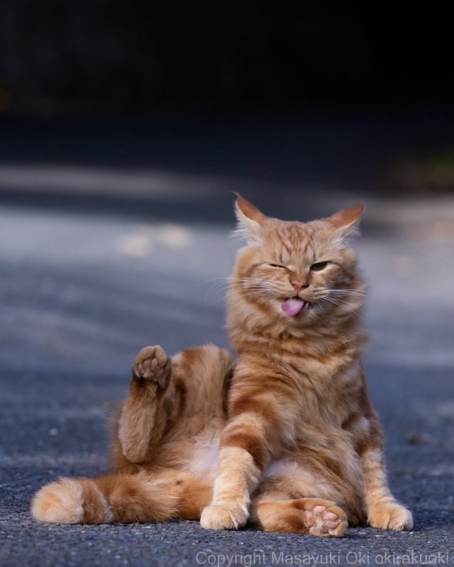 Планета котов в объективе фотографа Масаюки Оки