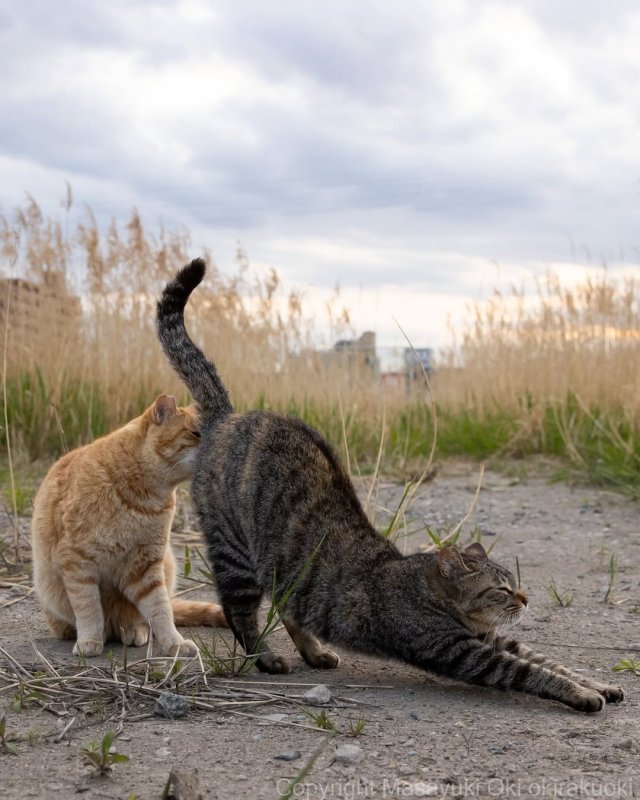 Планета котов в объективе фотографа Масаюки Оки