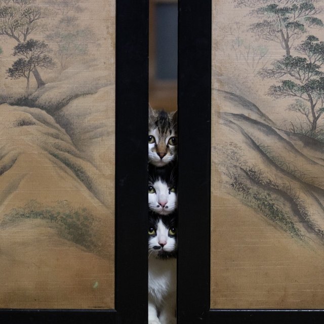 Планета котов в объективе фотографа Масаюки Оки