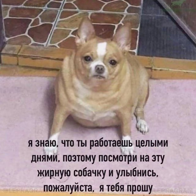 Лучшие шутки и мемы из Сети - 26.02.2026