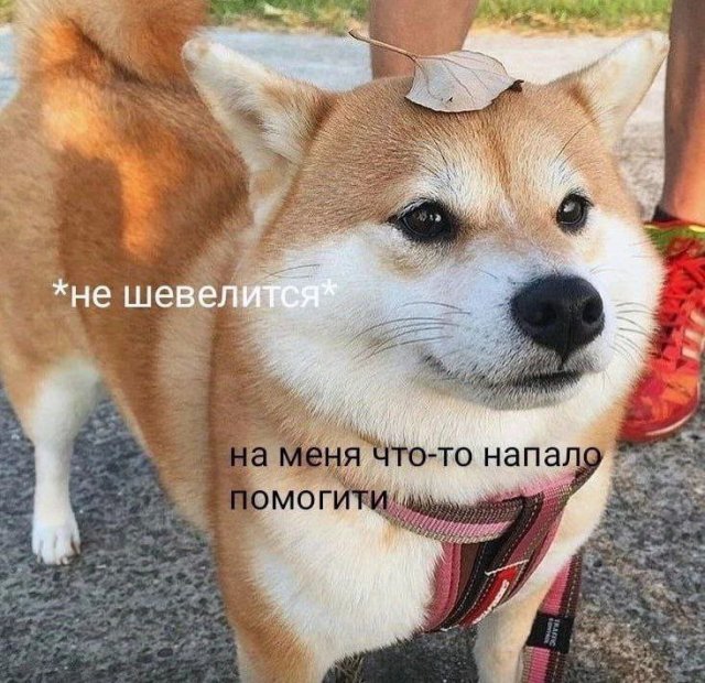 Лучшие шутки и мемы из Сети - 26.02.2026